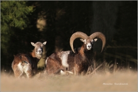<p>MUFLON (Ovis musimon)</p>